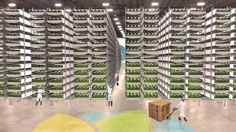 AeroFarm 아파트 형태의 수직농장으로 일반 재배의 30배 효과를 낸다 자료=BusinessInsider 제공