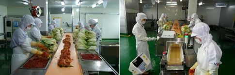 농가식품의 김치 제조 과정 자료:세계김치연구소