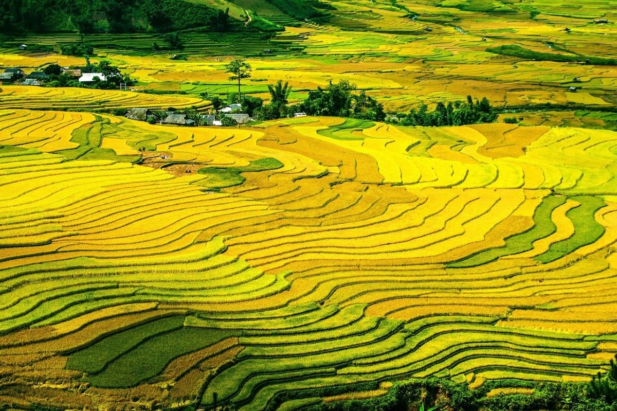 (사진= 베트남 쌀 농사)